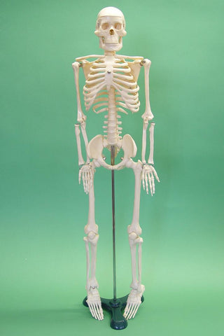 MODEL SKELETON MINI 850mm