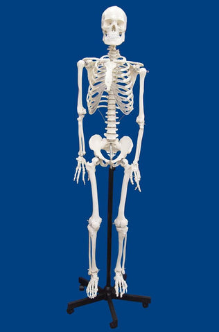 MODEL SKELETON HUMAN B-GRADE