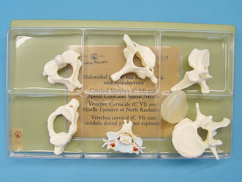 MODEL VERTEBRAE & SPINAL CORD