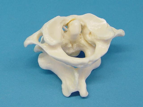 MODEL VERTEBRAE CERVICAL 1&2