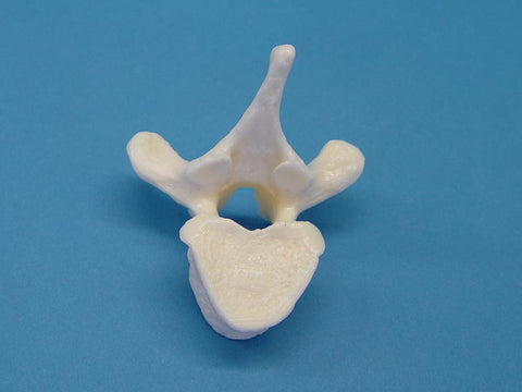 MODEL VERTEBRAE THORACIC