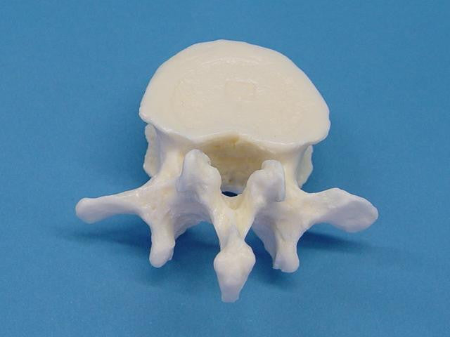 MODEL VERTEBRAE LUMBAR