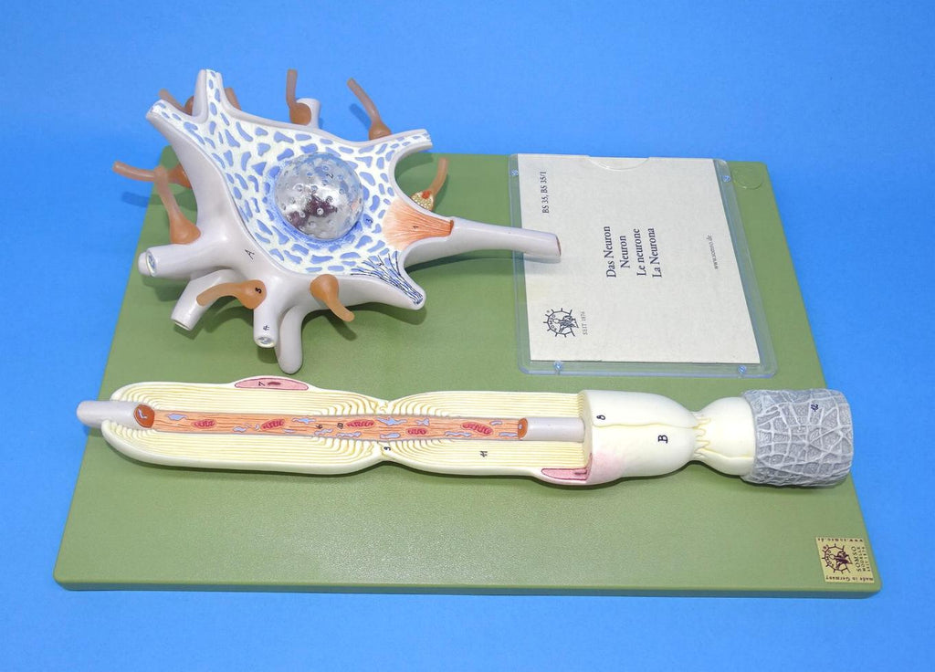 MODEL NERVE