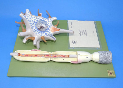 MODEL NERVE