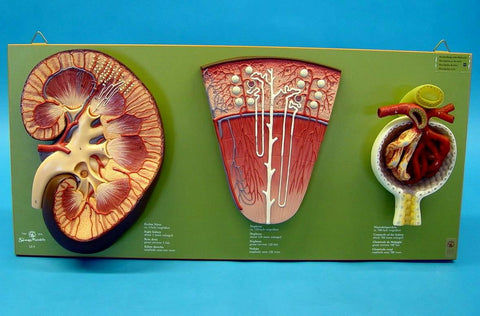 MODEL KIDNEY NEPHRON GLOMERULS