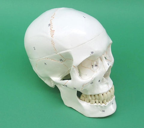 MODEL SKULL ARTIFICIAL