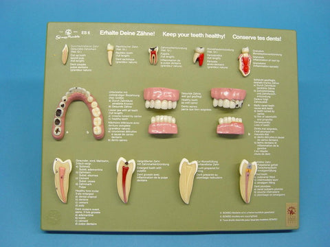 MODEL TEETH SET 12 MODELS MNTD