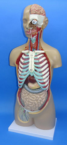 MODEL TORSO LARGE    Q-17P