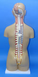 MODEL TORSO LARGE    Q-17P