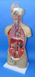 MODEL TORSO LARGE    Q-17P