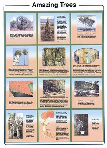 CHARTS NATURAL SCIENCES SET 54