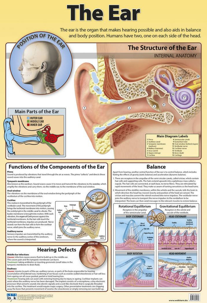 CHART EAR