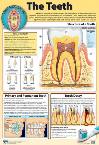 CHART TEETH