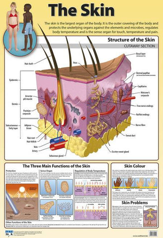 CHART SKIN