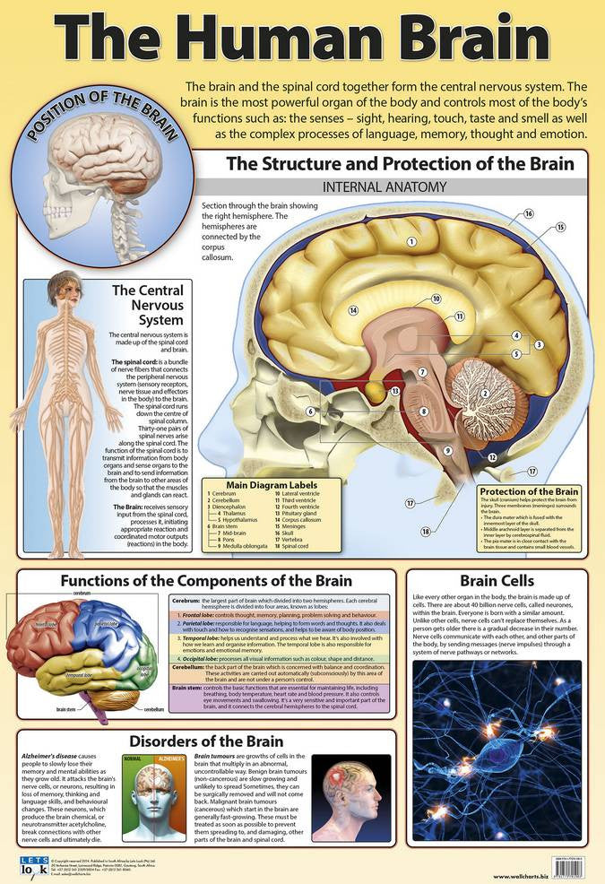 CHART BRAIN HUMAN