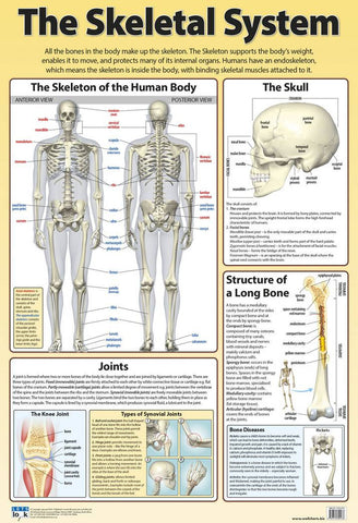 CHART SKELETAL SYSTEM