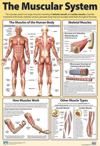 CHART MUSCULAR STSTEM