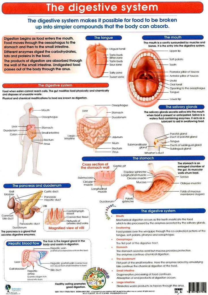 CHART DIGESTIVE SYSTEM