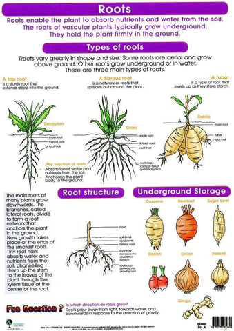 CHART ROOTS