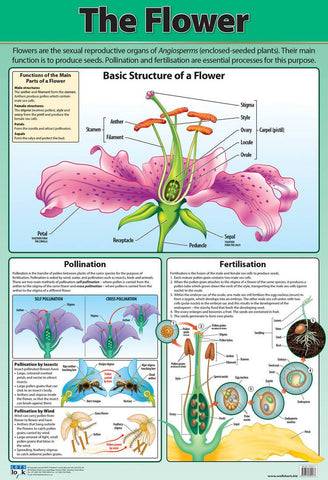 CHART FLOWER