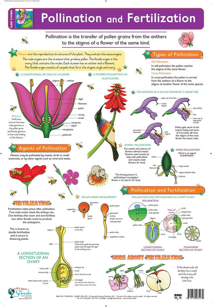 CHART POLLINATION & FERTILIZATION