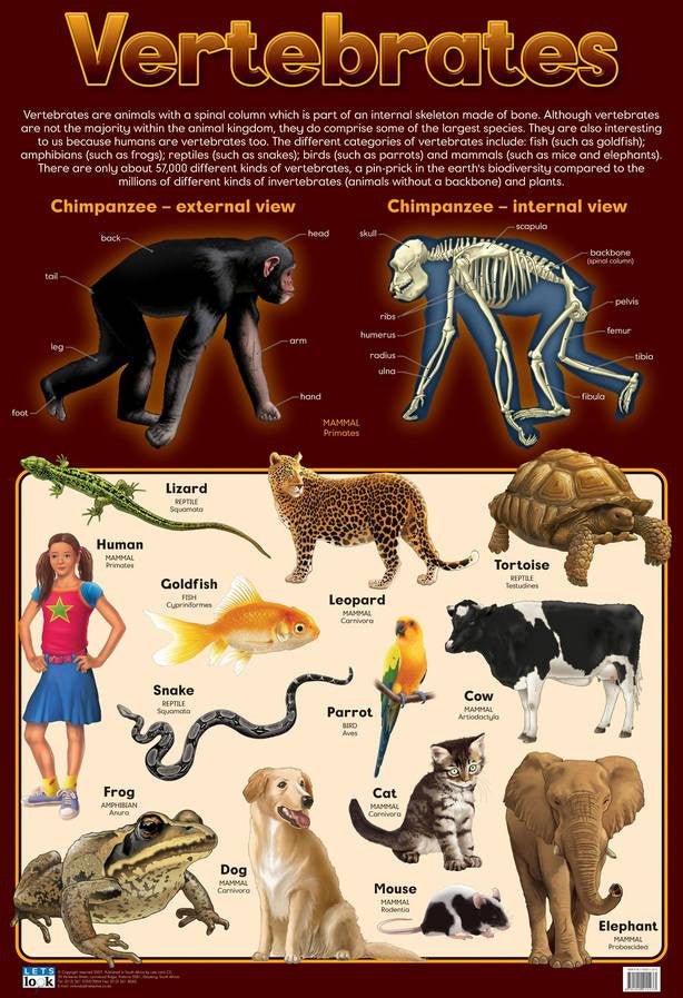 CHART VERTEBRATES