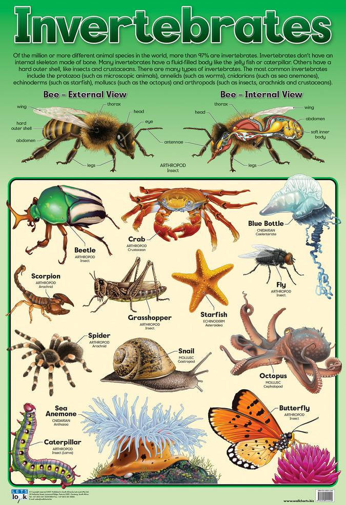 Common Invertebrates CHART INVERTEBRATES – Rutland Industries