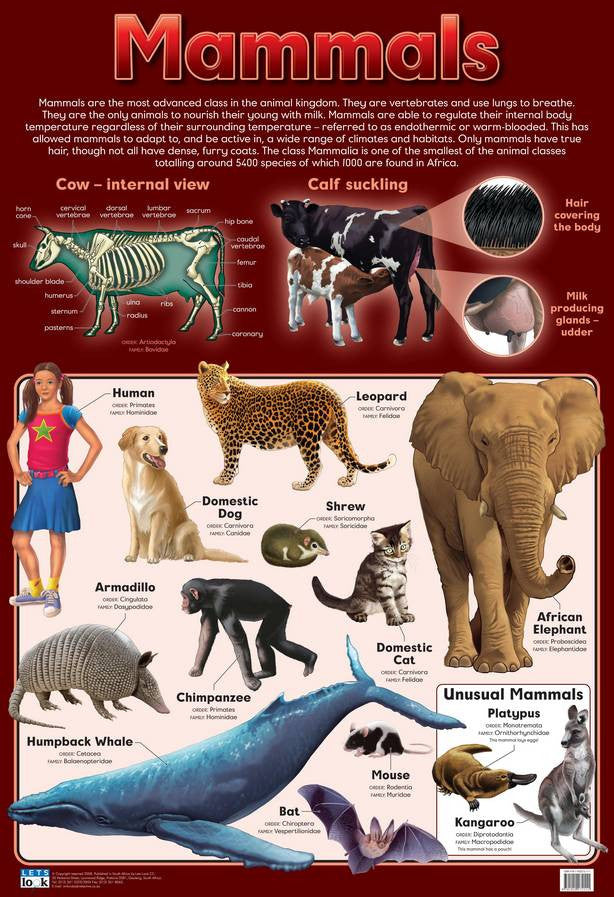 CHART MAMMALS