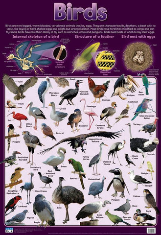 CHART BIRDS