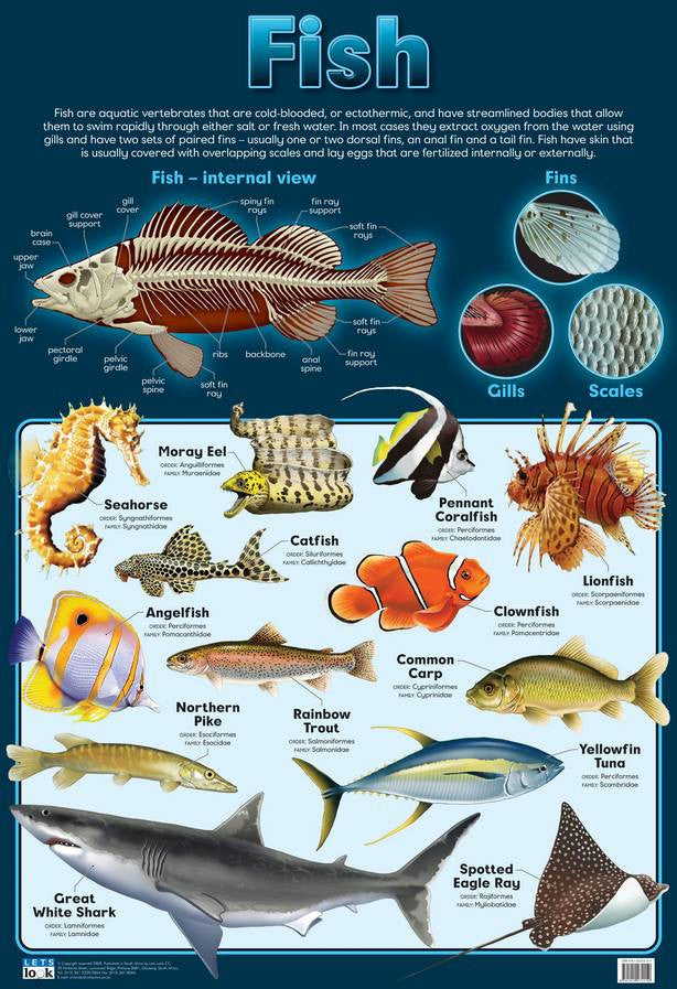 CHART FISH