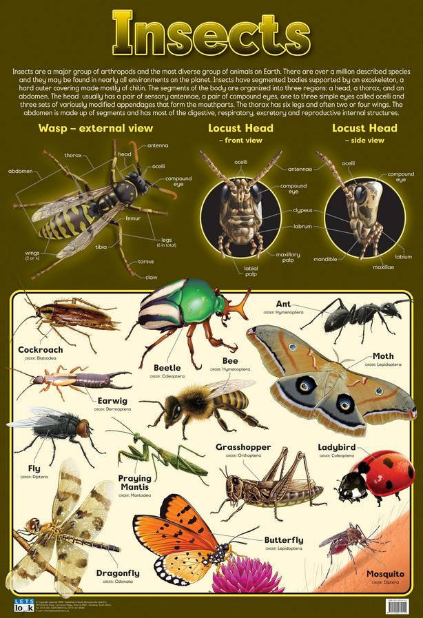 CHART INSECTS
