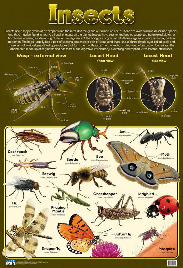 Small Insects Chart CHART INSECTS – Rutland Industries