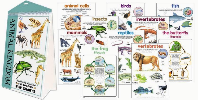 CHART FLIP ANIMAL KINGDOM x10