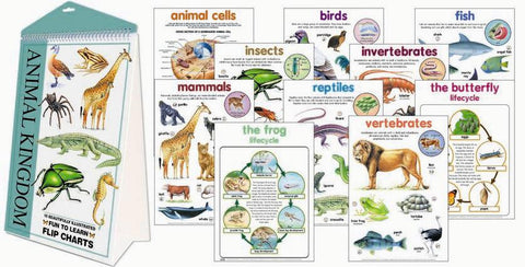 CHART FLIP ANIMAL KINGDOM x10