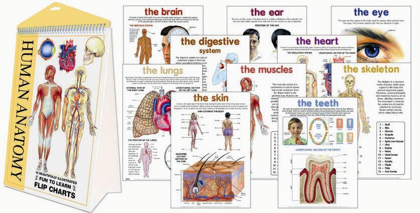 CHART FLIP HUMAN ANATOMY x10