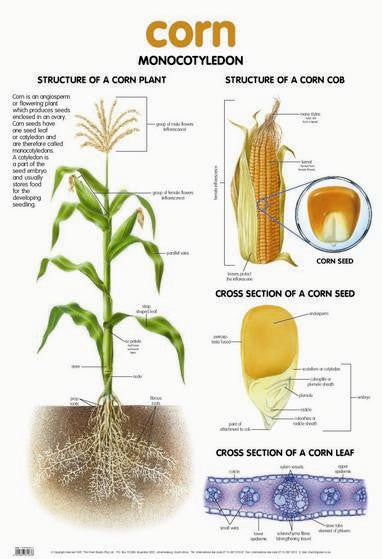 Corn Configuration Corn Plant Diagram Corn Plant Drawing | TikTok