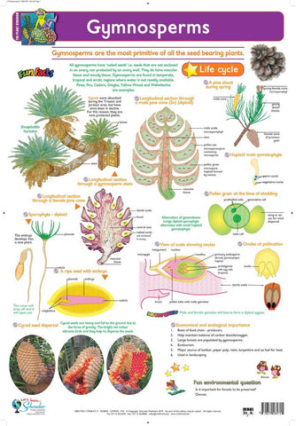 CHART GYMNOSPERMS