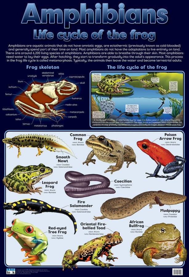 CHART LIFE CYCLE OF THE FROG
