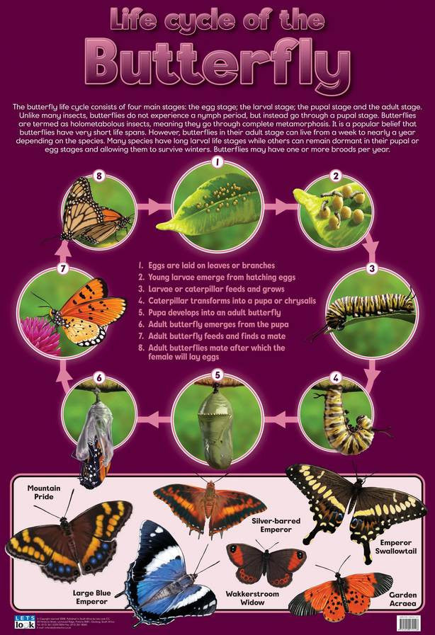 CHART LIFE CYCLE OF BUTTERFLY