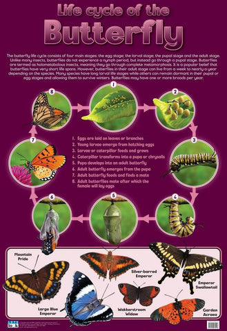 CHART LIFE CYCLE OF BUTTERFLY