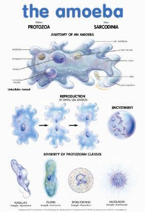 CHART AMOEBA