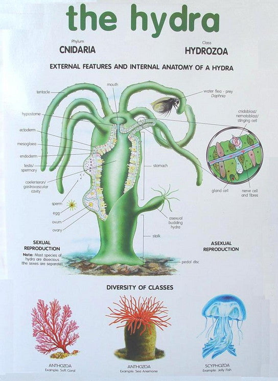 CHART HYDRA