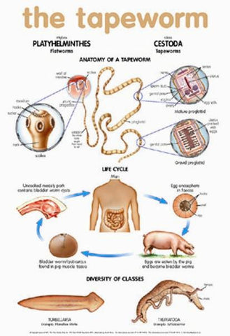 CHART TAPEWORM