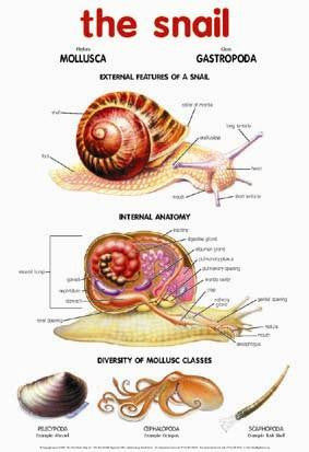 CHART SNAIL