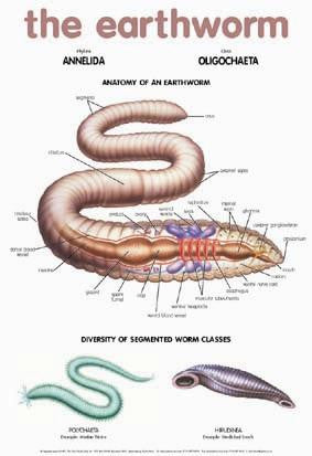 CHART EARTHWORM