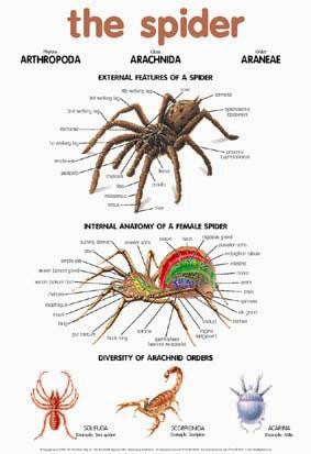 CHART SPIDER
