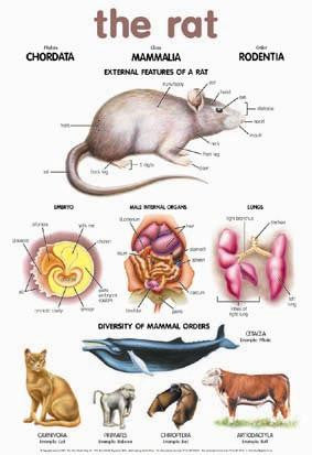 CHART RAT