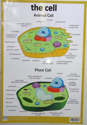 CHART CELL ANIMAL & PLANT