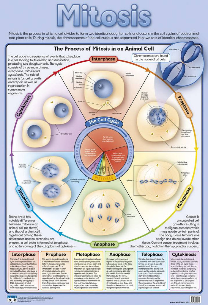 CHART MITOSIS
