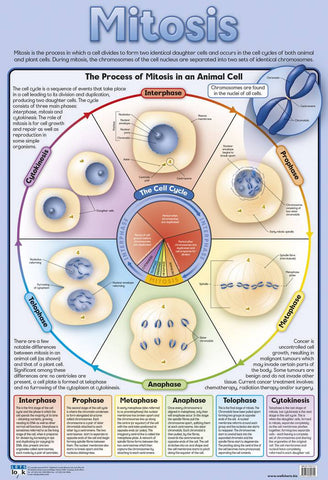 CHART MITOSIS